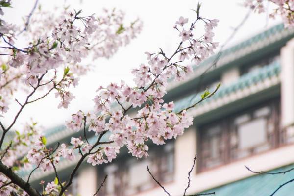 武汉樱花什么时候开