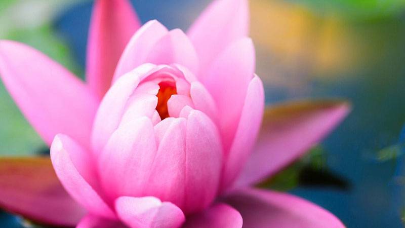 莲花怎么种