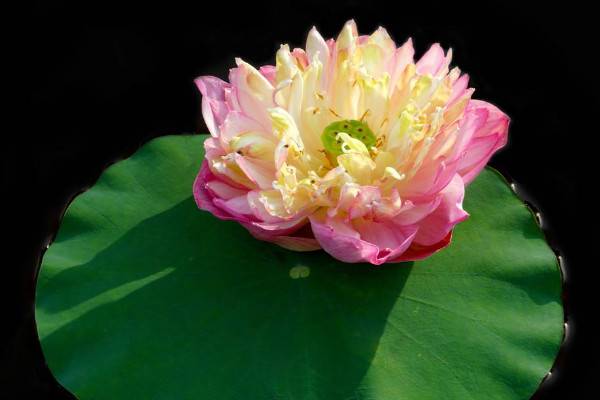 莲花怎么种