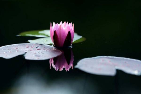 莲花怎么种