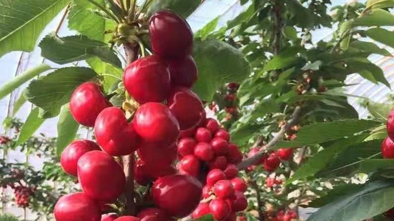 车厘子和樱桃是一样吗