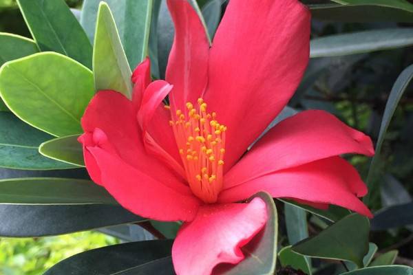 四季红山茶花怎么养
