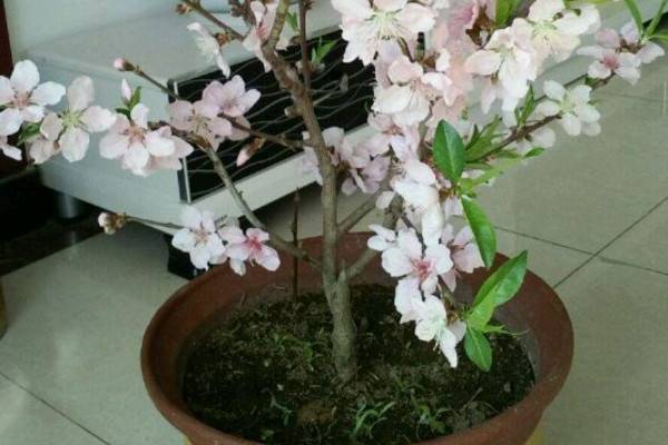 桃花盆景怎么养殖方法