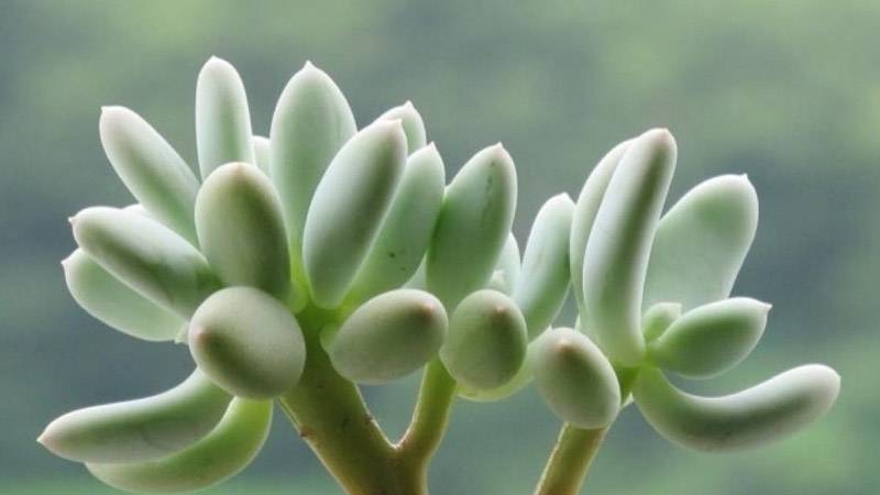 多肉长什么样子
