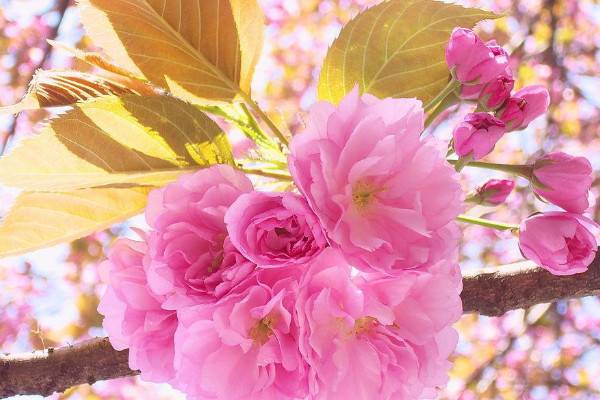 日本樱花是什么品种