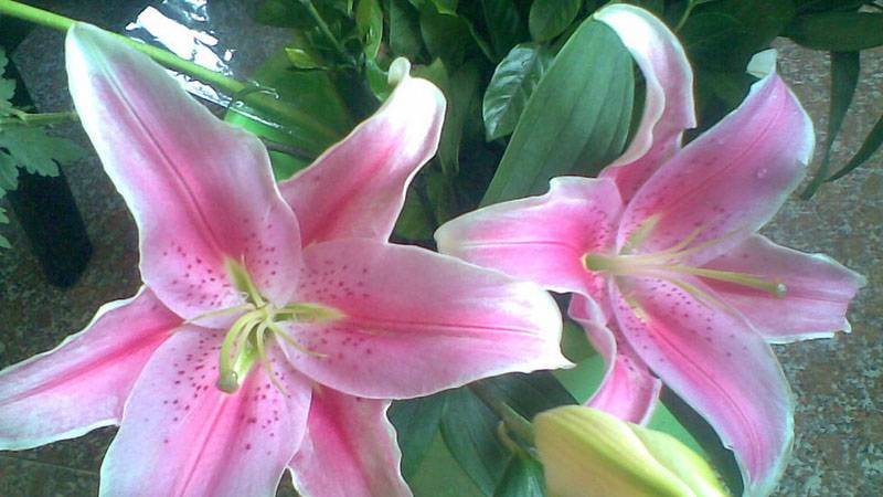 百合花长什么样