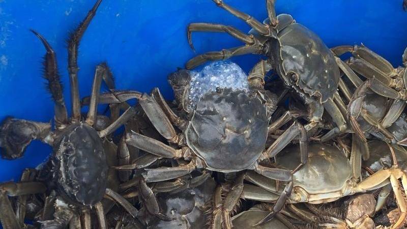 湖蟹和海蟹有什么区别