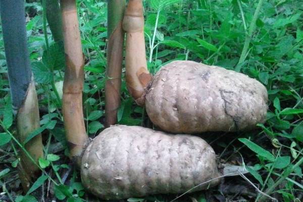 天麻种植技术方法