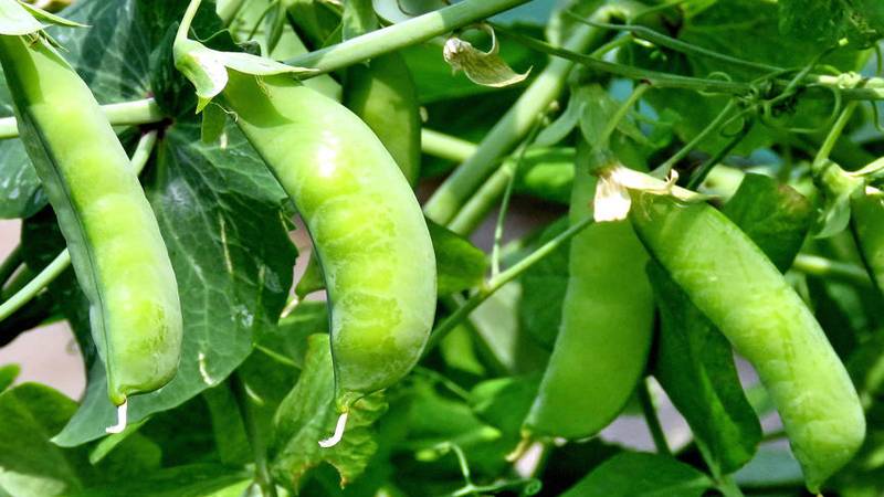 豌豆、黄豆、蚕豆的区别