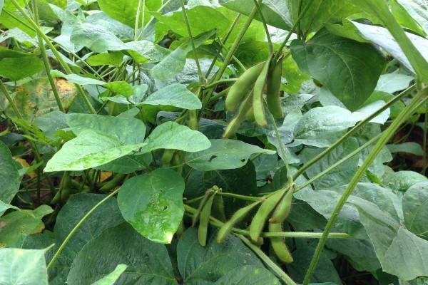 豌豆、黄豆、蚕豆的区别