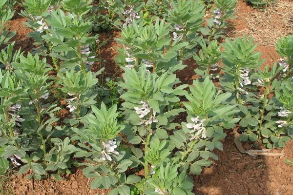豌豆、黄豆、蚕豆的区别