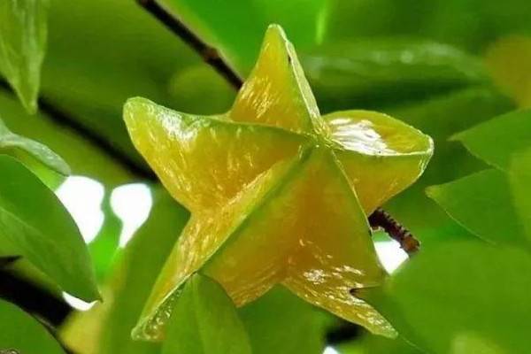 杨桃种植技术