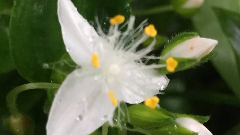 白花紫露草水养方法