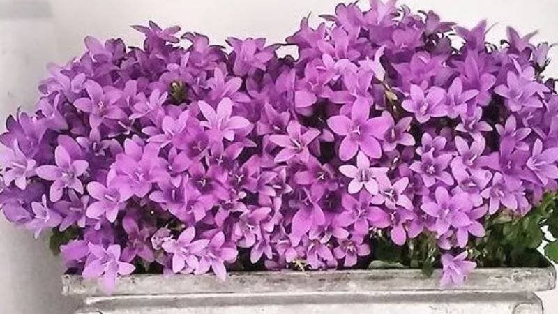 丹麦风铃花的修剪