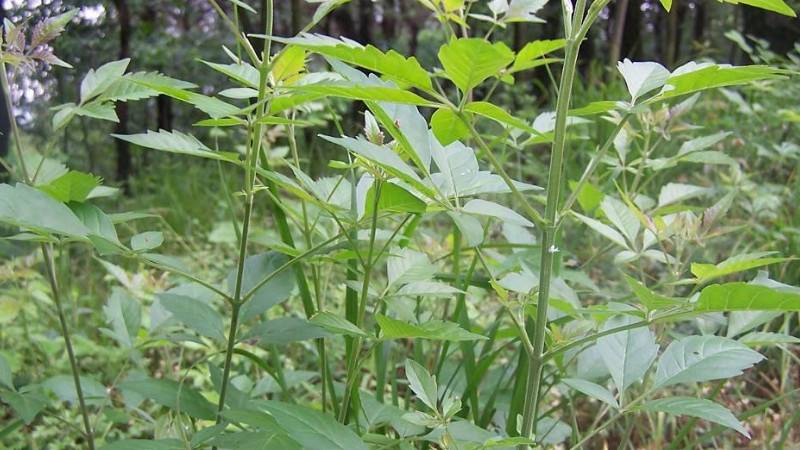 黄荆生桩泡水多久再上盆
