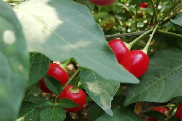 五彩甜椒种植方法时间