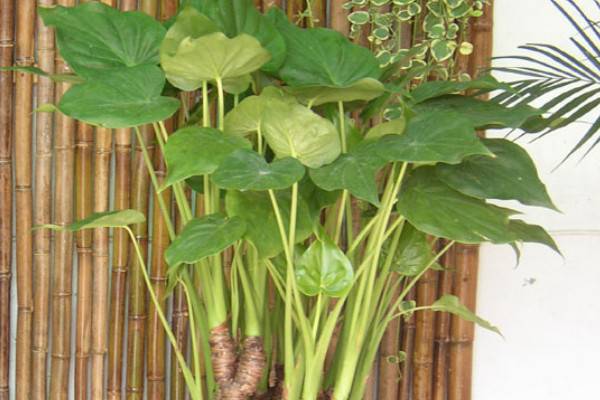 尖尾芋叶片发黄怎么办
