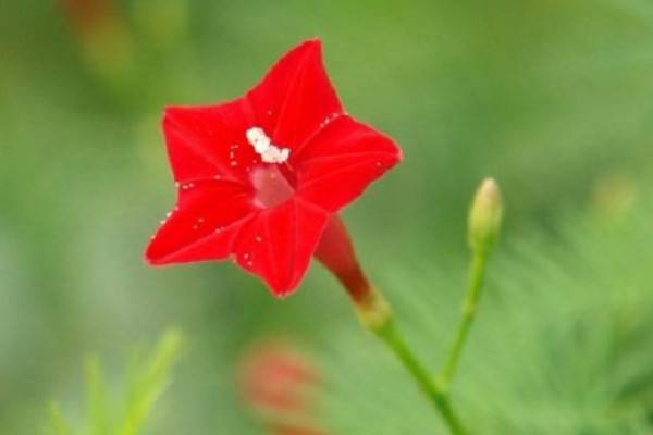 羽叶茑萝为什么不开花