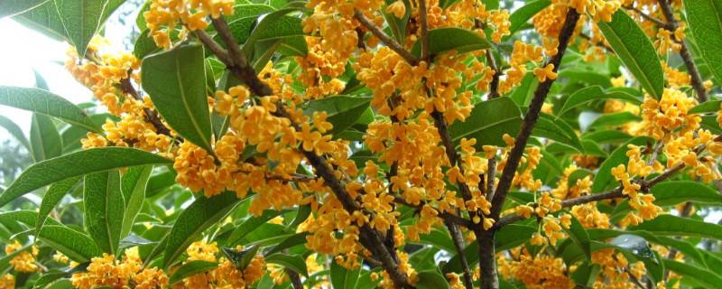 桂花叶子发黑什么原因