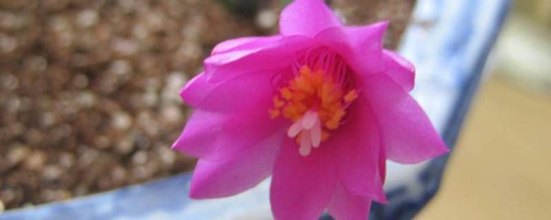 落花之舞如何种植
