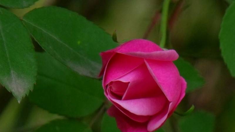 月季花为什么叫月季花