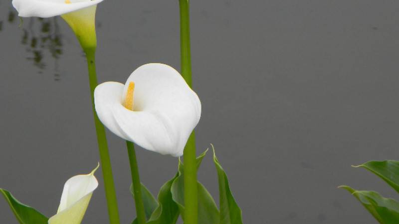 马蹄莲水养好还是土培好