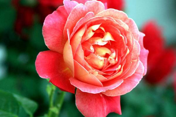 月季一年开几次花