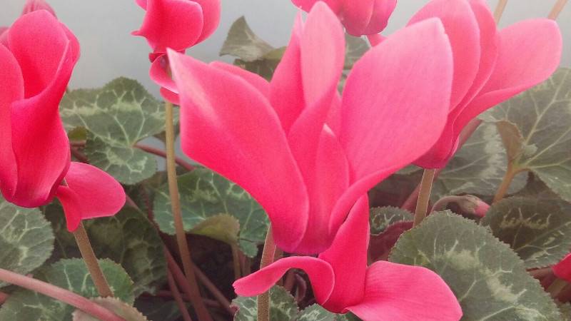 仙鹤来花几天浇水一次