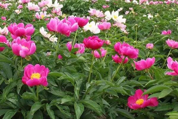 芍药的春季养护及管理