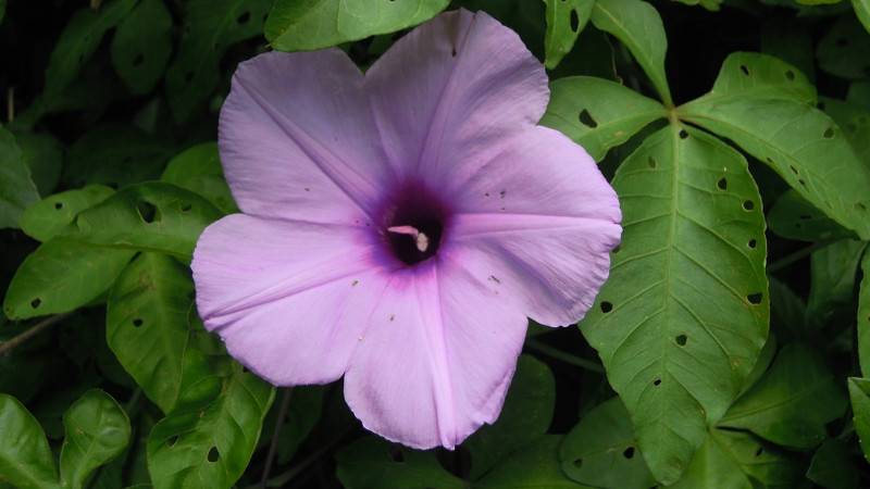 牵牛花是什么季节开的