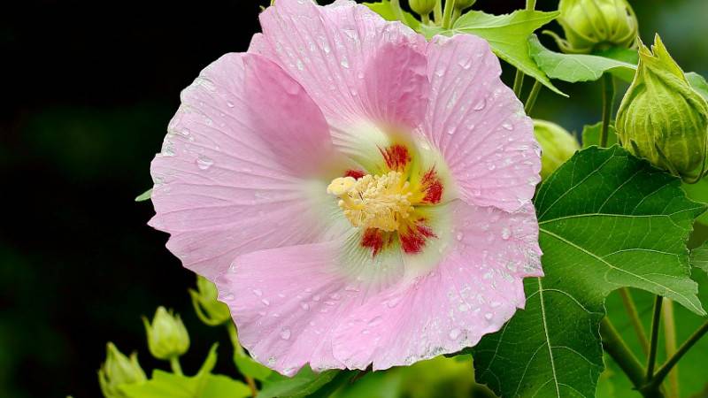 芙蓉花为什么长的细高
