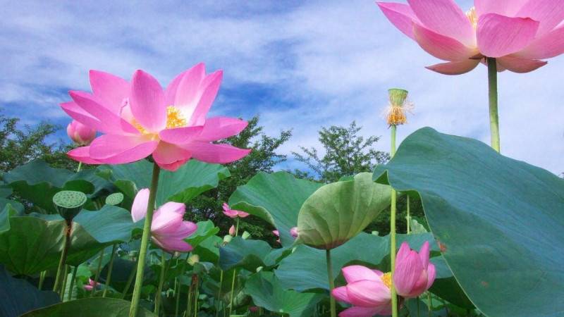 荷花叶子发黄怎么回事