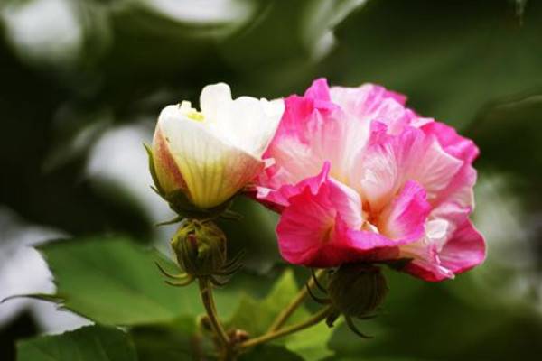芙蓉花种子能用水泡吗