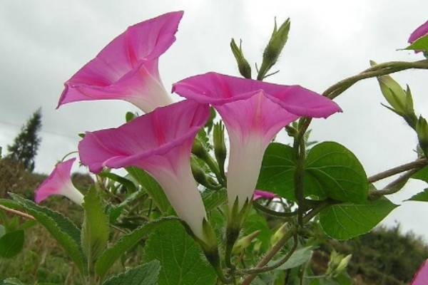 牵牛花枝条太长怎么修剪