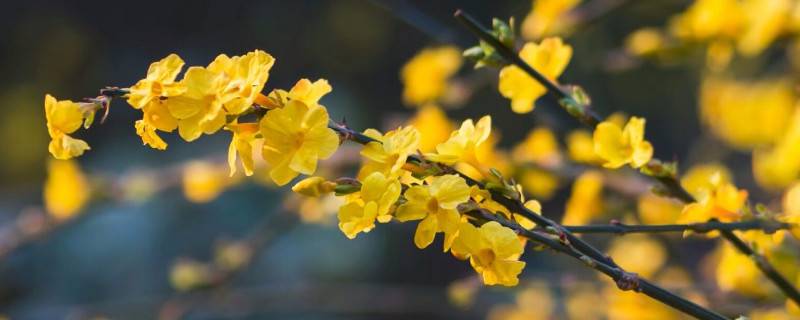 迎春花秋季的栽培与管理