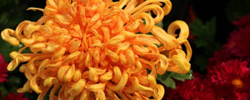 菊花养在室内能开花吗