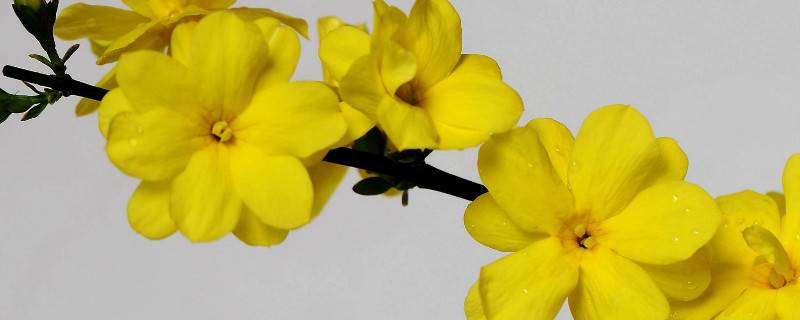 迎春花在室外怎样过冬