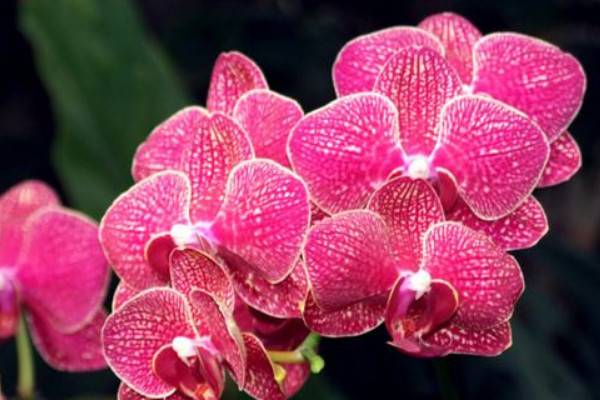 蝴蝶兰水养能开花吗