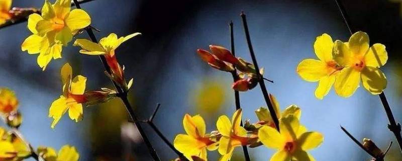 迎春花一天晒太阳行吗