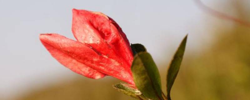 刚买的杜鹃花怎么换盆