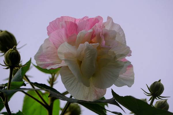 芙蓉花会结果吗
