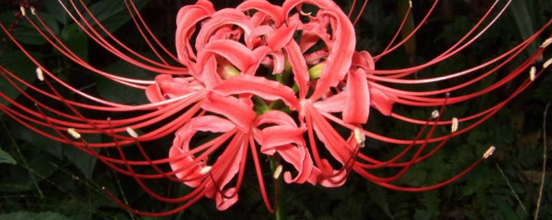 彼岸花冬天会不会发芽
