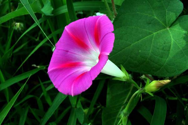 牵牛花秋天会死吗