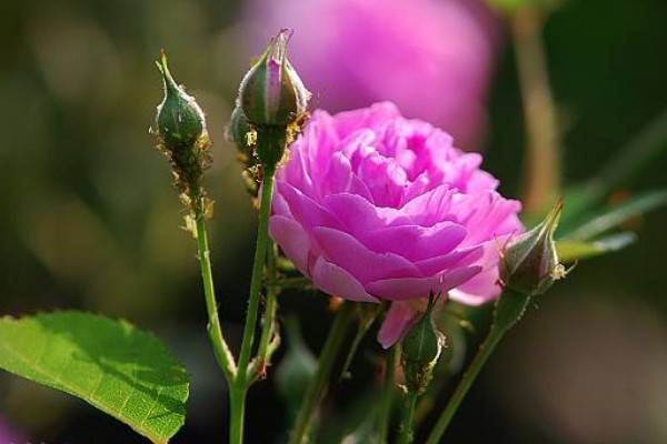 蔷薇花为什么只长藤不开花