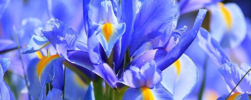 鸾尾花和鸢尾花一样吗