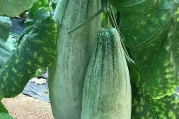 羊角蜜甜瓜种植时间与方法是什么