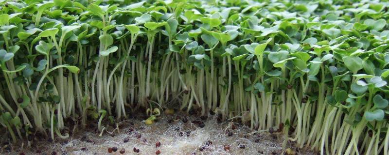 绿豆苗的种植方法