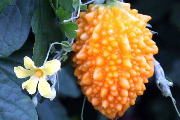 金铃子种植时间和方法