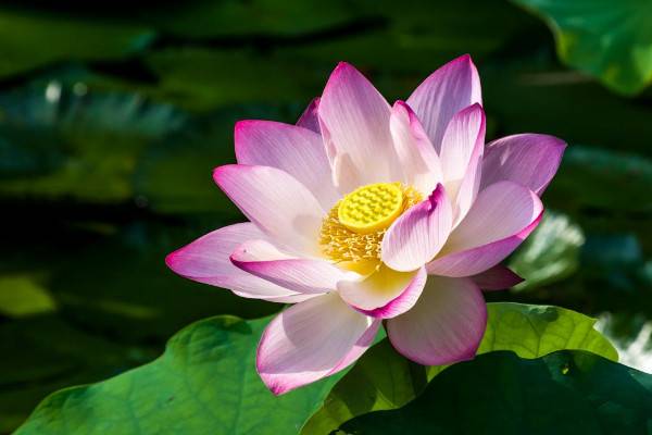 莲花种子怎么种植方法