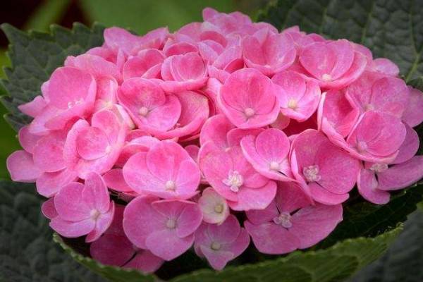 绣球花怕冻吗